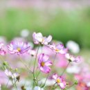 COSMOS/별,꽃 이미지