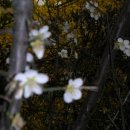 자연의 소리 Ⅱ 이미지