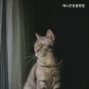 애니온동물병원