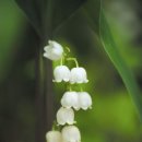 아침의 향기 이미지