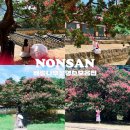 노성초등학교 | [충남 논산] 8월 당일치기 배롱나무꽃투어 w.낯선쟁이들