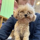 안다 동물보호소 | [유기견 봉사활동] 안다동물보호소 봉사 후기, 준비물, 유기견 봉사 신청방법, 유기견 입양
