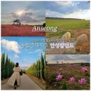 경기근교 안성 주말 아이와 가 볼 만한 곳-농협경제지주 안성팜랜드 | 핑크뮬리, 황화코스모스 가을꽃...