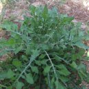 도모지골 이미지