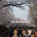 서울 꽃구경, 벚꽃 구경 이미지