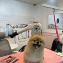 살롱드미미즈 이미지