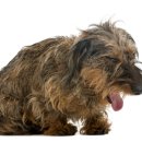 뉴로동물의료센터 이미지