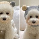 까다롭개 이미지
