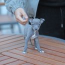 블루켄넬 이미지