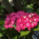 향기가득 이미지