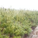 해송2로 이미지