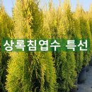 상록자이언트 이미지