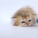 동양애견 강아지분양 고양이분양 이미지