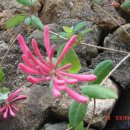 통도사 보타암 붉은 인동초 꽃 이미지