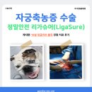 행복동물병원 | 10살 잉글리쉬 불독 자궁축농증 수술 : 가디언동물병원 전원 치료 후기