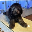 블리독수원점 고양이강아지보호소 24시무료분양 애완견입양 | 하남강아지분양 애완견 입양 후기