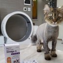 벳코어 네이버블로그