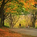 마로니에길 이미지