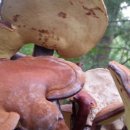 빵굽는 언덕 이미지