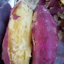 홍스캐빈 이미지