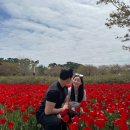 교동놀이터 | 강릉 경포가시연습지보다 더 이쁘게 핀 꽃축제 교동택지 튤립공원 만개 실시간 현황