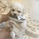 샵펫 강아지분양 울산점 이미지