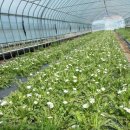 우리영농조합법인 농장 이미지