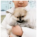 퍼피댕 안심분양소 강아지분양 애견입양 천안아산점 이미지