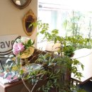 세올까페 이미지