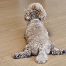 댕가댕가 | 부산 사상역 댕가댕가 강아지케이크 클래스 후기