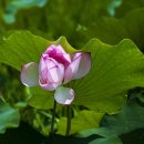 서예교실(전통서법지도) | 대전근교 옥천 여행 가볼만한곳 전통문화체험장 옥천향교 육영수생가 옥천연꽃단지