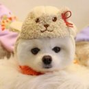꼴레트 이미지