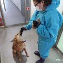 건강하개 이미지