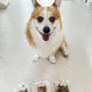 아토맘 수제간식 | [반려견 수제간식] ‘링고네 식탁’ 강형욱이 극찬한 화식&amp;수제 육포! 솔직후기🍡🐶