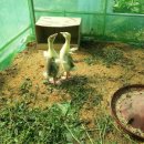 동업 농장 Daum카페