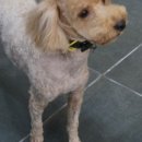 강아지 마법사 골드맘 이미지