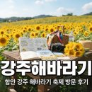 해바라기신발 | 함안 강주 해바라기 축제 방문 후기와 내년을 위한 꿀팁