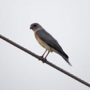 대치초등학교 이미지