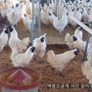 닭키우는 회장님 이미지