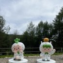 자작나무숲정상 | [공지] 강원도 인제 원대리 자작나무숲 여름에 다녀온 후기