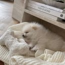 발편한동물병원 이미지