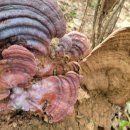 강화농장 이미지