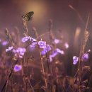 금성고기촌 - 논산시 황산길 12-1 | 금성고기촌