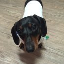 자개골캠핑장 | [애견동반캠핑장/강원도정선캠핑장] 강원도 정선 애견동반 캠핑장, 자개골 캠핑장, 우중캠핑