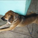 행복한개 이미지