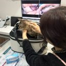모두동물병원 | [마포동물병원] 공덕동물병원 추천 힐링동물병원, 고양이 반려동물구강검진 후기