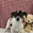 두르밍 | 비전동애견미용 우리 아이 위한 특별한 미용 경험