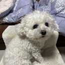 SM펫살롱 이미지