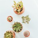 코리아히록스 이미지