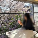 홍대데이트장소 '벚꽃+ 라일락' 같이 찍을수있는, 사람들 없는 벚꽃 카페 후기
